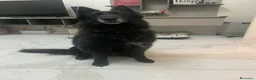 Pastore Belga cani in regalo: In regalo Pastore Belga, Sibilla, adulta  a Provincia di Piacenza - Annuncio 3