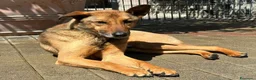 Meticcio cani in regalo: ULISSE LUPETTO - Annuncio 6