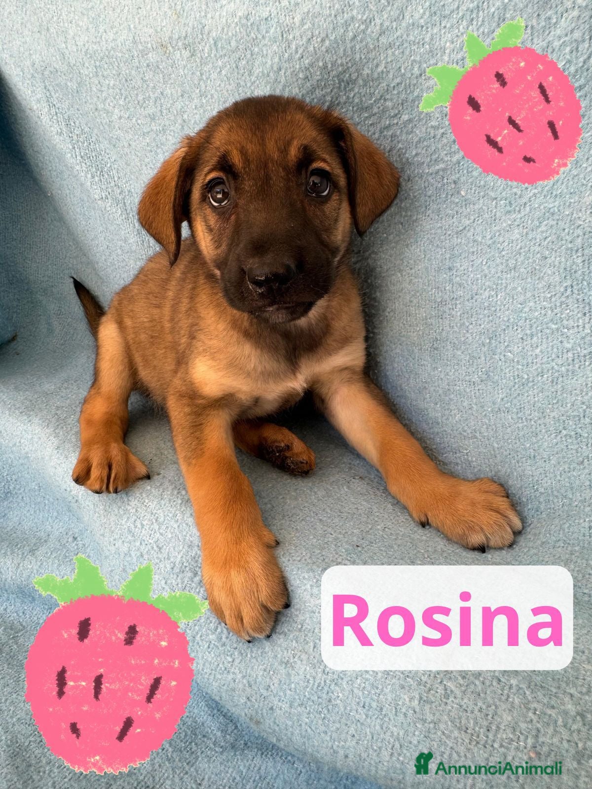Meticcio cani Rosina  - Annuncio 10