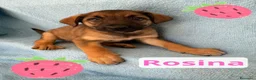 Meticcio cani in regalo: Rosina  - Annuncio 1