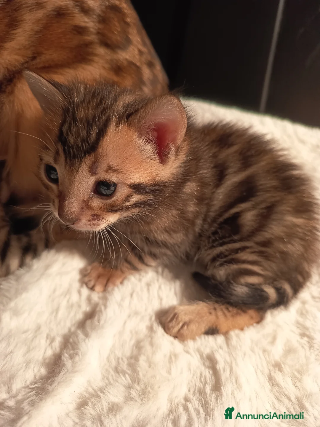 Bengala gatti in vendita: feminucce 🥰 - Annuncio 1