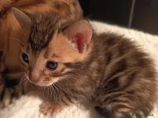 Bengala gatti feminucce 🥰 - Annuncio 3