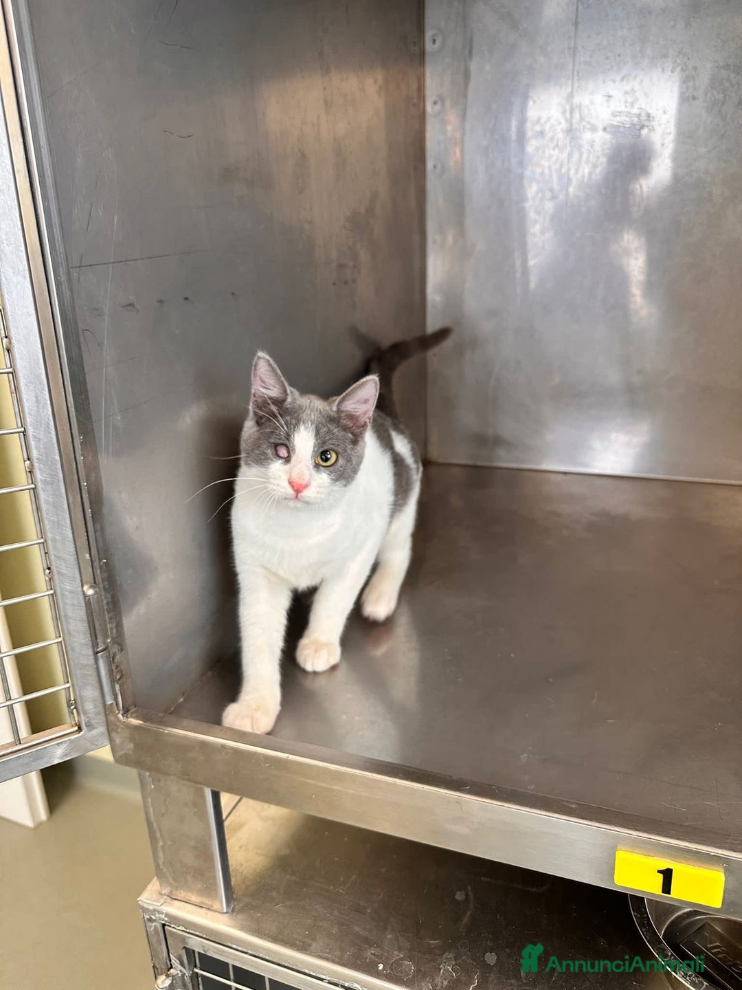 Meticcio gatti in regalo: Poldo - Annuncio 4