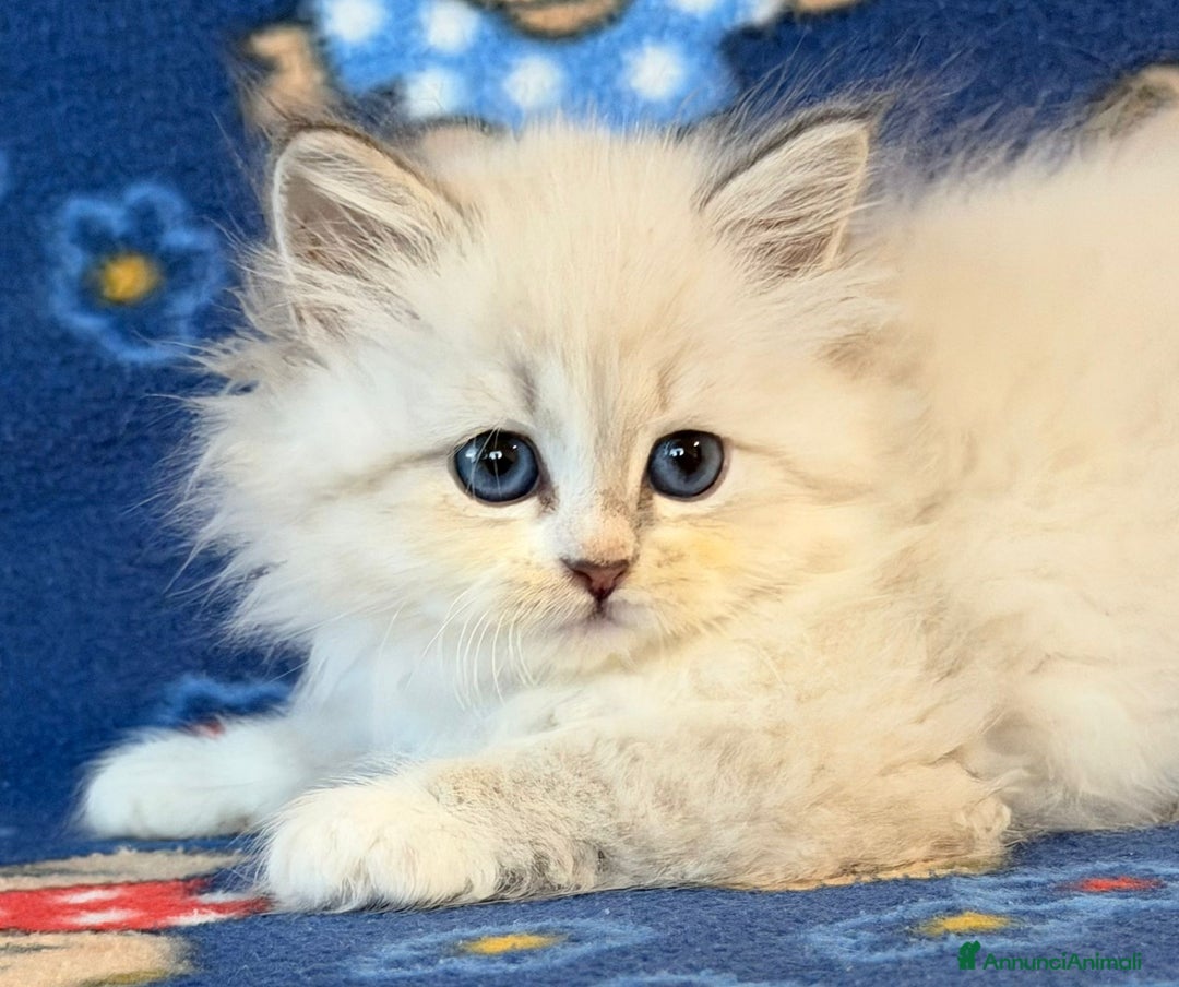 Siberiano gatti in vendita: Gatto siberiano  - Annuncio 7