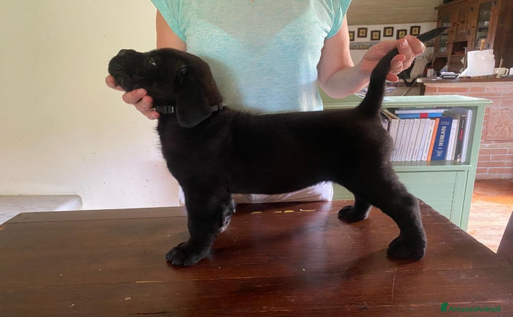 Cane Corso cani a Provincia di Massa e Carrara - Annuncio 4