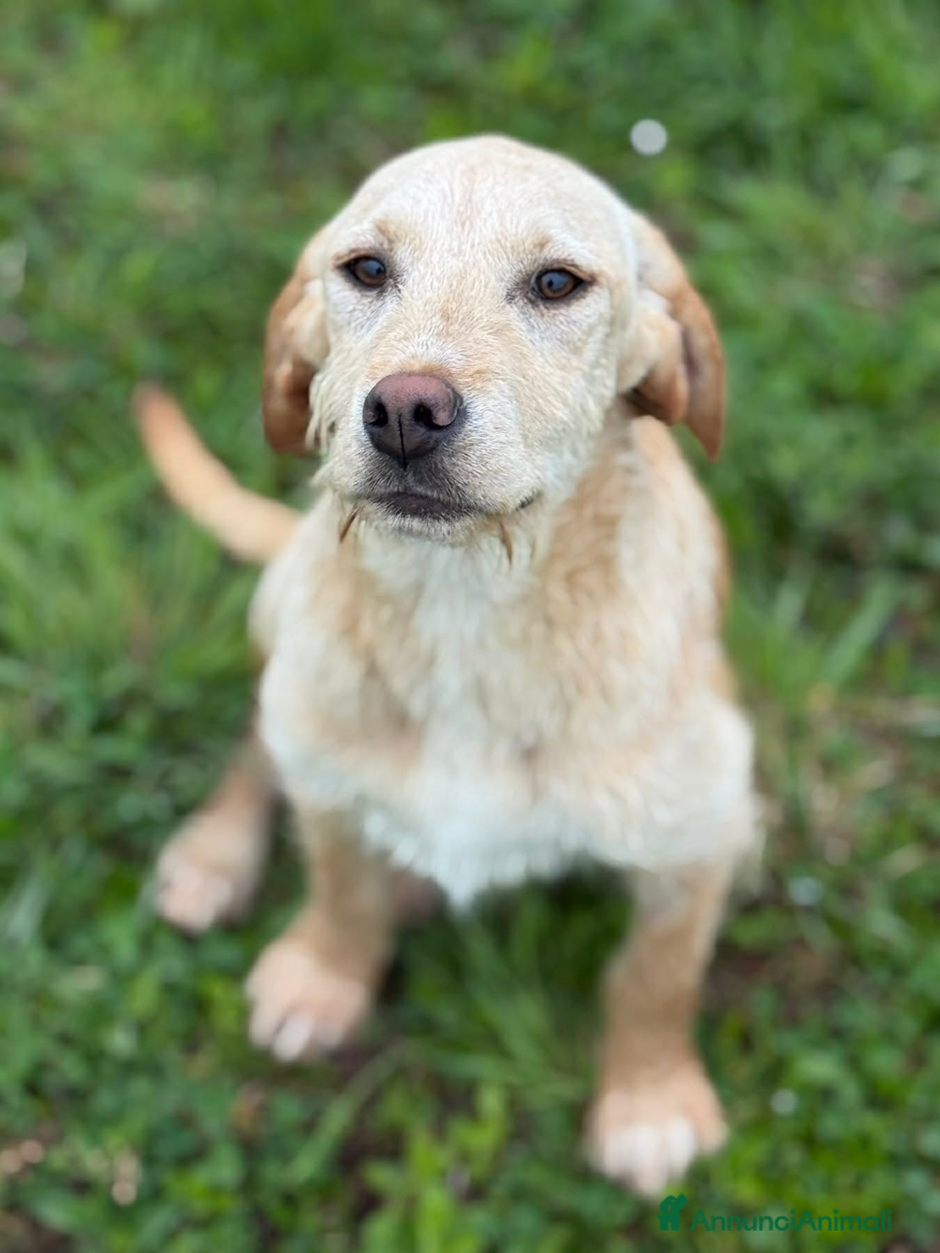 Labrador cani in regalo: KIRA e KALA, cucciolone mix LABRADOR! Dolcissime - Annuncio 3
