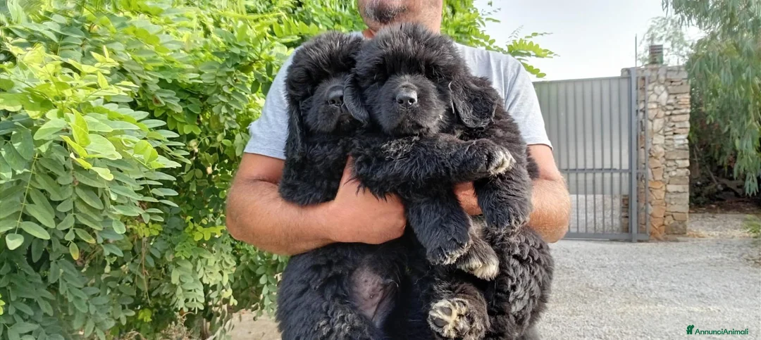 Terranova cani in vendita: Terranova  - Annuncio 1