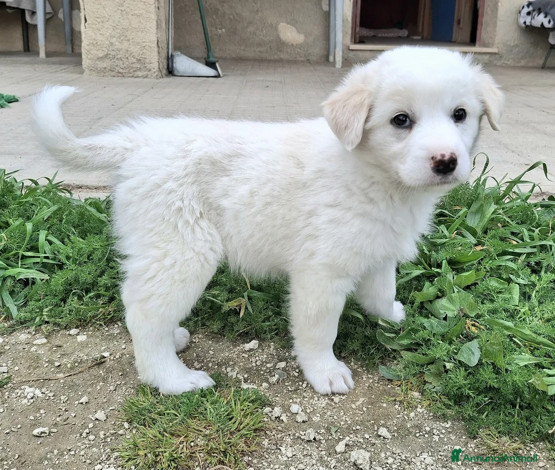 Meticcio cani in regalo: Wilma 2 mesi taglia media  - Annuncio 2