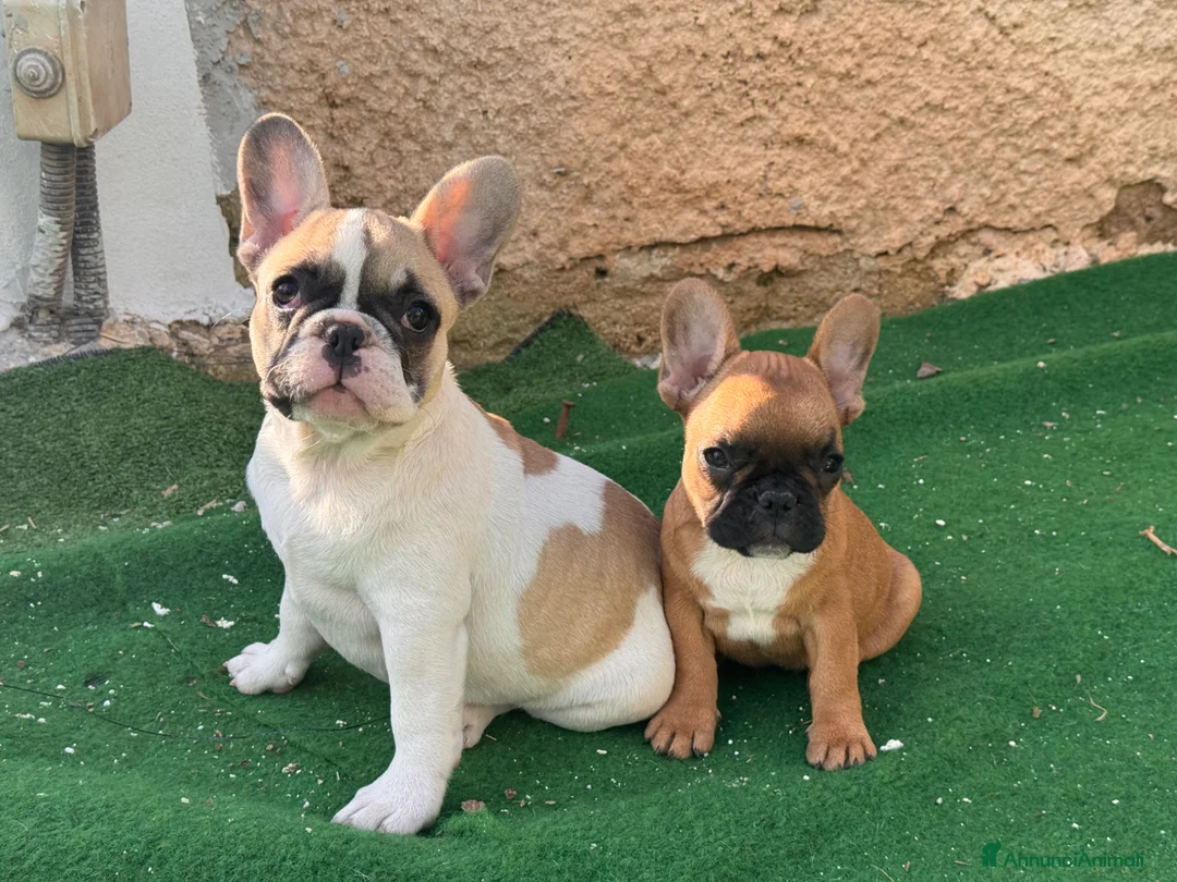 Bulldog Francese cani in vendita: Cucciola bulldog francese frmmina - Annuncio 2