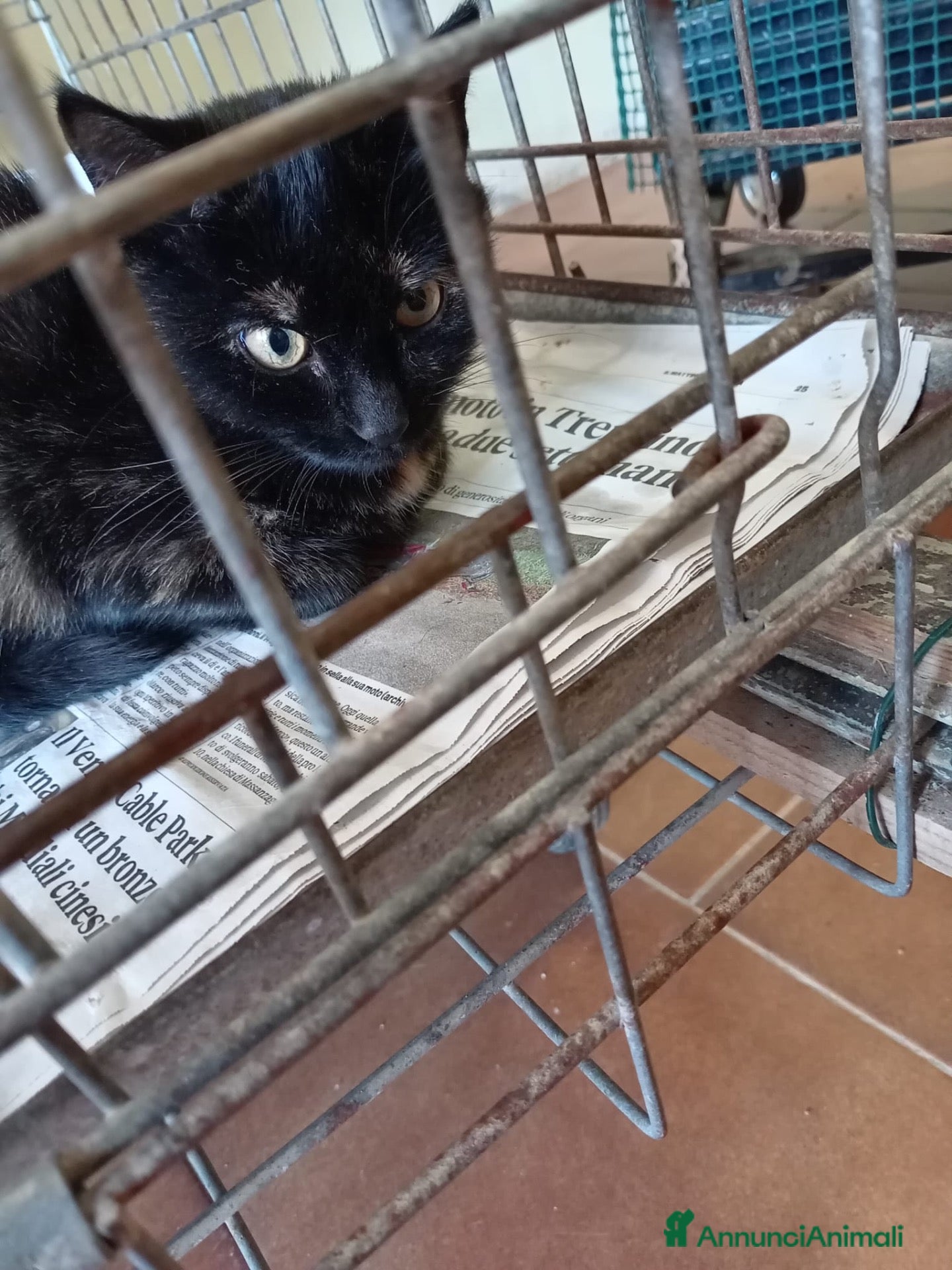 Europeo gatti gatta 4 mesi cerca casa ❤️ - Annuncio 41