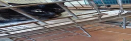 Europeo gatti in regalo: gatta 4 mesi cerca casa ❤️ - Annuncio 1