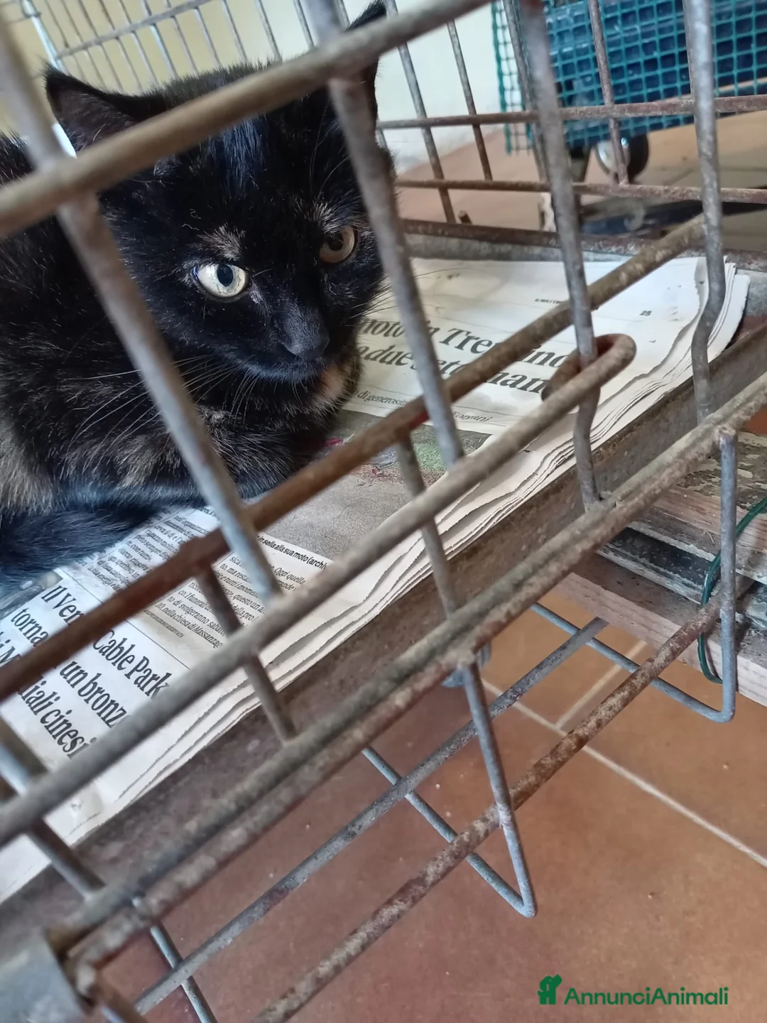 Europeo gatti in regalo: gatta 4 mesi cerca casa ❤️ - Annuncio 1