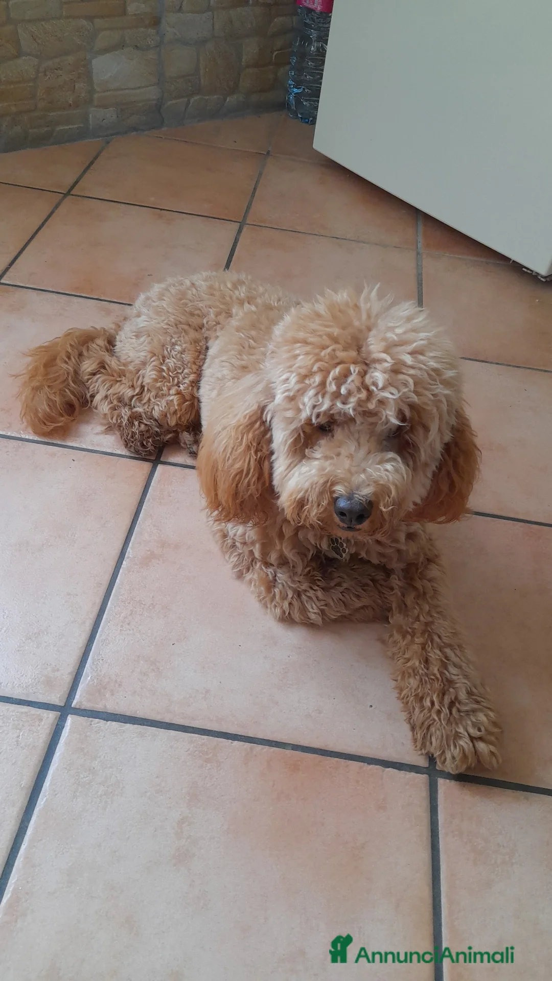 Barboncino Toy cani in vendita: Barboncino toy - Annuncio 1