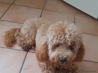 Barboncino Toy cani Barboncino toy - Annuncio 23