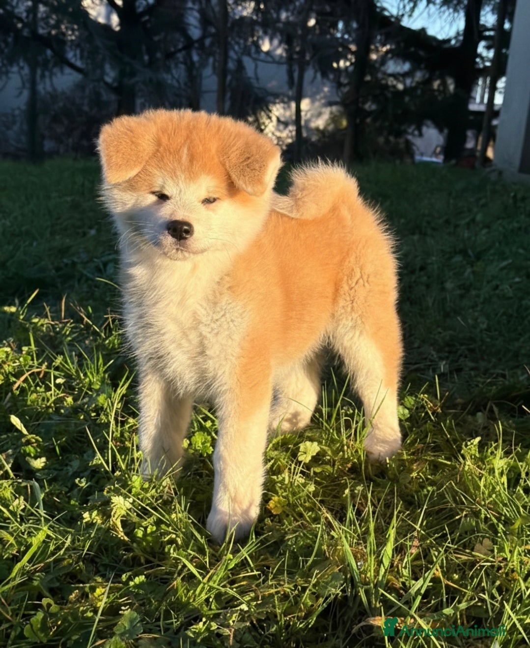 Akita Inu cani Cuccioli Akita Inu  - Annuncio 2