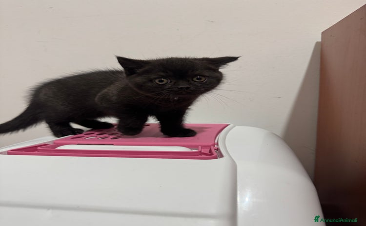 British gatti a Libero consorzio comunale di Siracusa - Annuncio 10