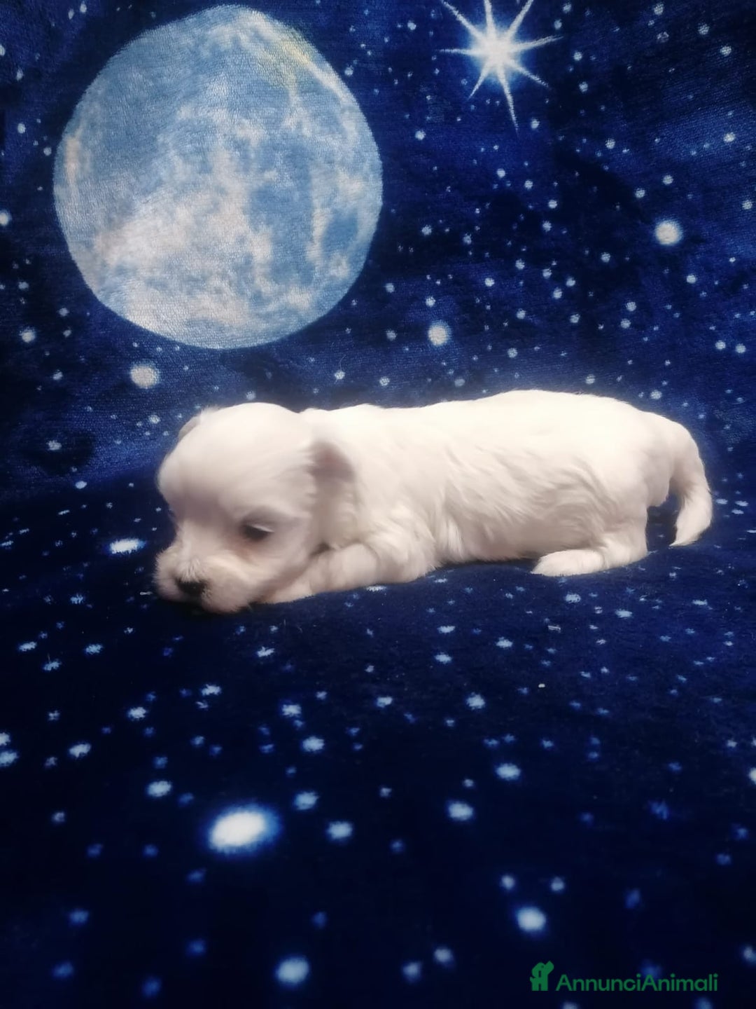 Maltese cani in vendita: Maltese cuccioli - Annuncio 10