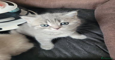 Scottish gatti a Provincia di Trieste - Annuncio 6