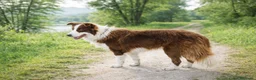 Border Collie cani in vendita: Cuccioli border collie  - Annuncio 18