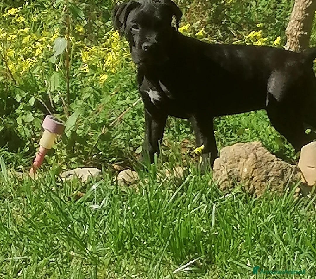Cane Corso cani in vendita: Cucciole Cane Corso  - Annuncio 2