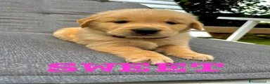 Golden Retriever 6