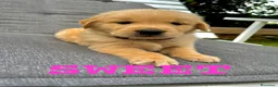 Golden Retriever cani in vendita: Golden Retriever  - Annuncio 5