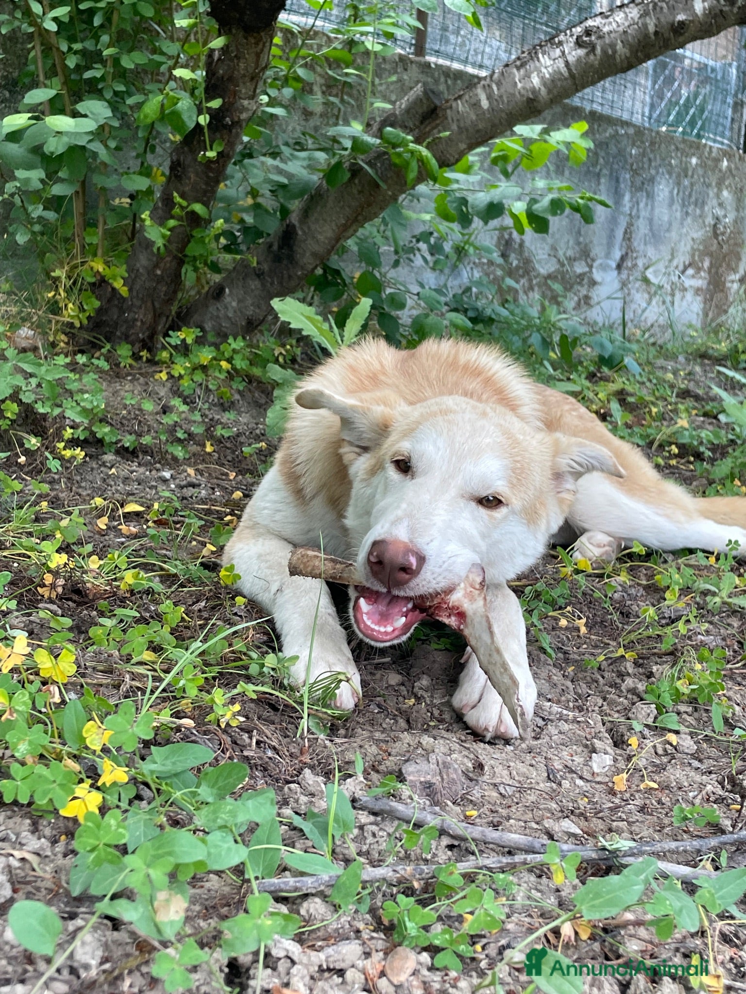 Meticcio cani Simba - Annuncio 5