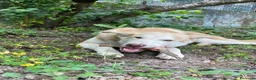 Meticcio cani in regalo: Simba a Provincia di Cosenza - Annuncio 1