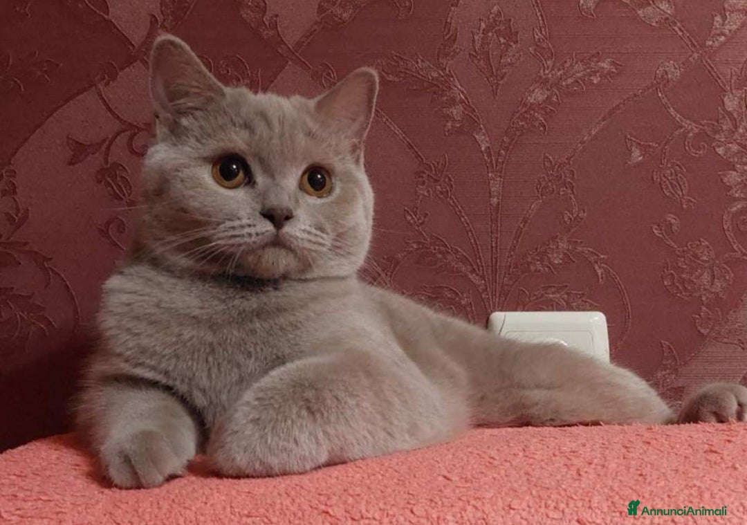 British gatti in vendita: British  - Annuncio 3