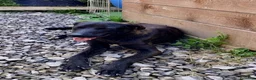 Meticcio cani in regalo: Ciccio - Annuncio 4