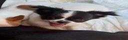 Chihuahua cani in vendita: Maschietto pelo lungo  - Annuncio 5