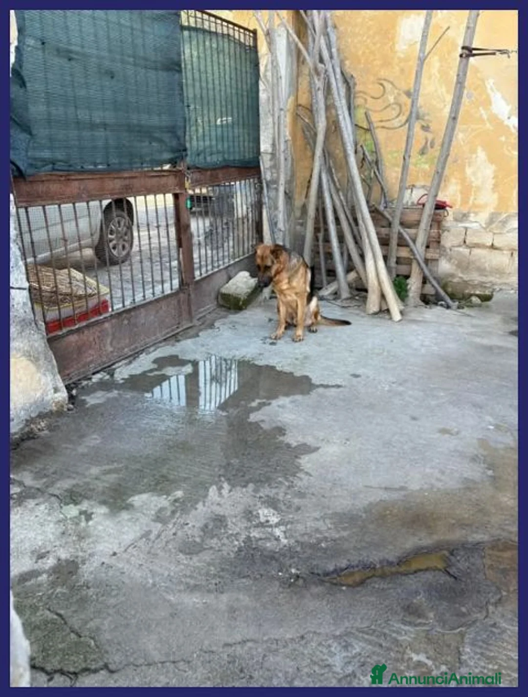 Pastore Tedesco cani in regalo: ZEUS bravo,gettato da un'auto - Annuncio 2