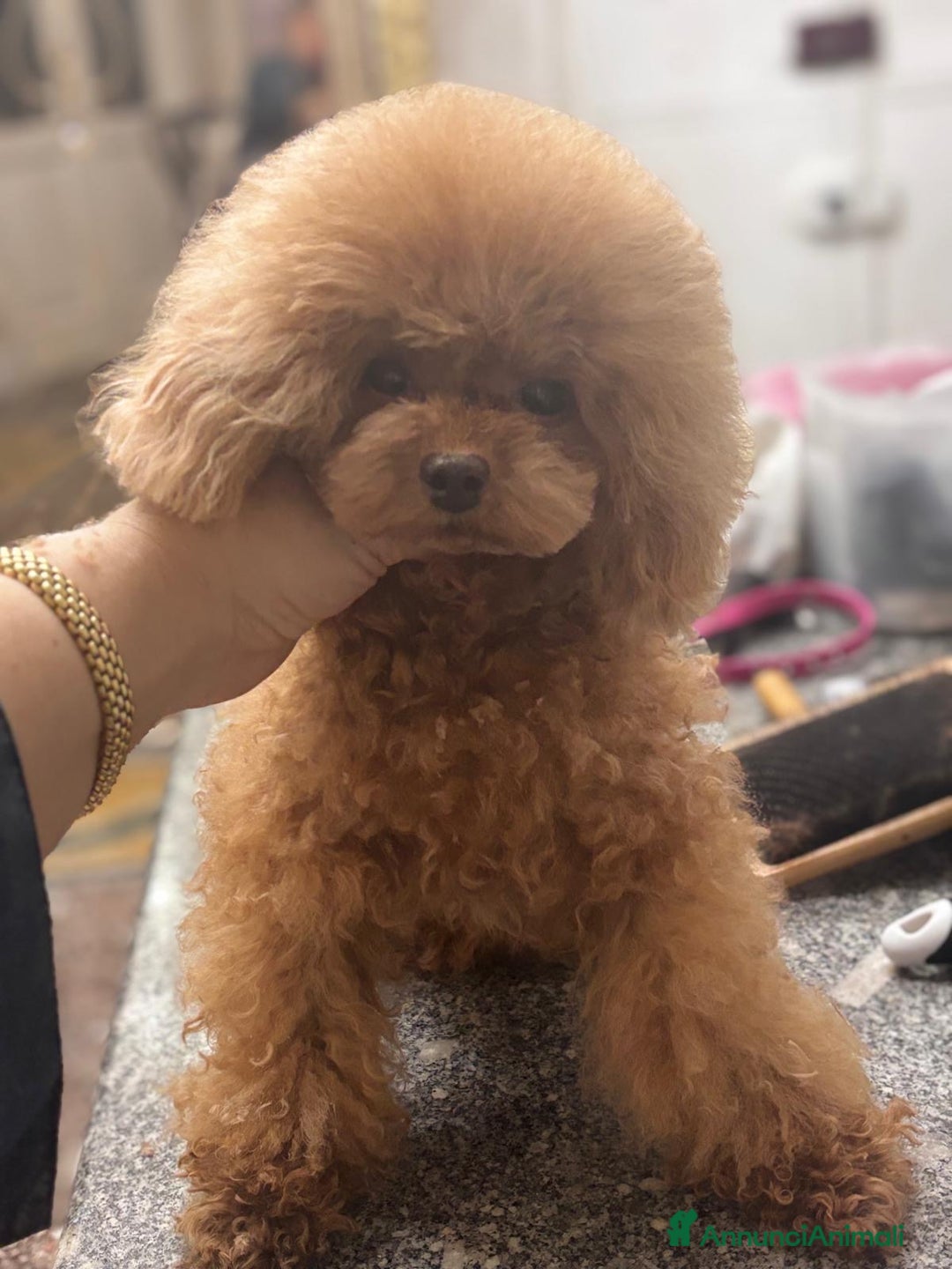 Barboncino Toy cani in vendita: Barboncina piccola toy  - Annuncio 2