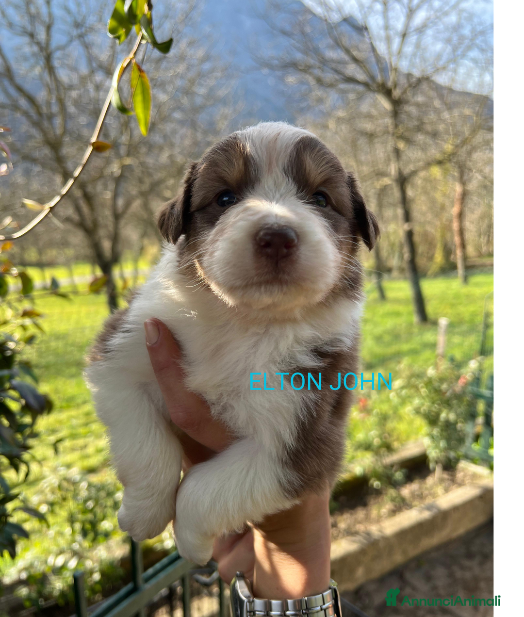 Australian Shepherd cani in vendita: MERAVIGLIOSI CUCCIOLI DI AUSTRALIAN SHEPHERD - Annuncio 6