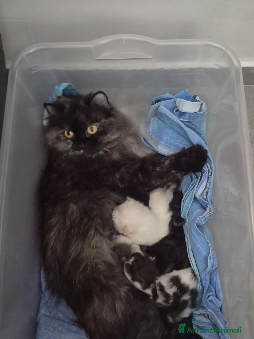 Persiano gatti in vendita: Cuccioli di gatto persiano  - Annuncio 7