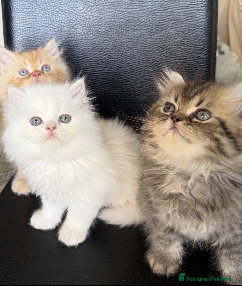 Persiano gatti Bellissimi gattini Persiani disponibili  - Annuncio 1