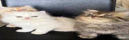Persiano gatti in vendita: Bellissimi gattini Persiani disponibili  a Città Metropolitana di Venezia - Annuncio 1