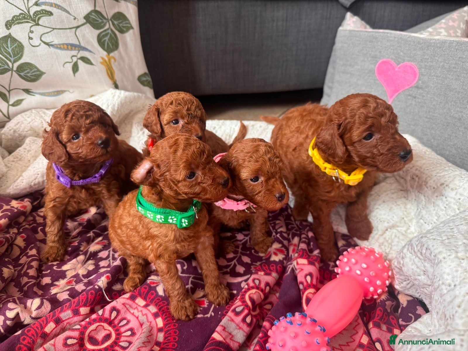 Barboncino cani Cuccioli barbone nano - Annuncio 31