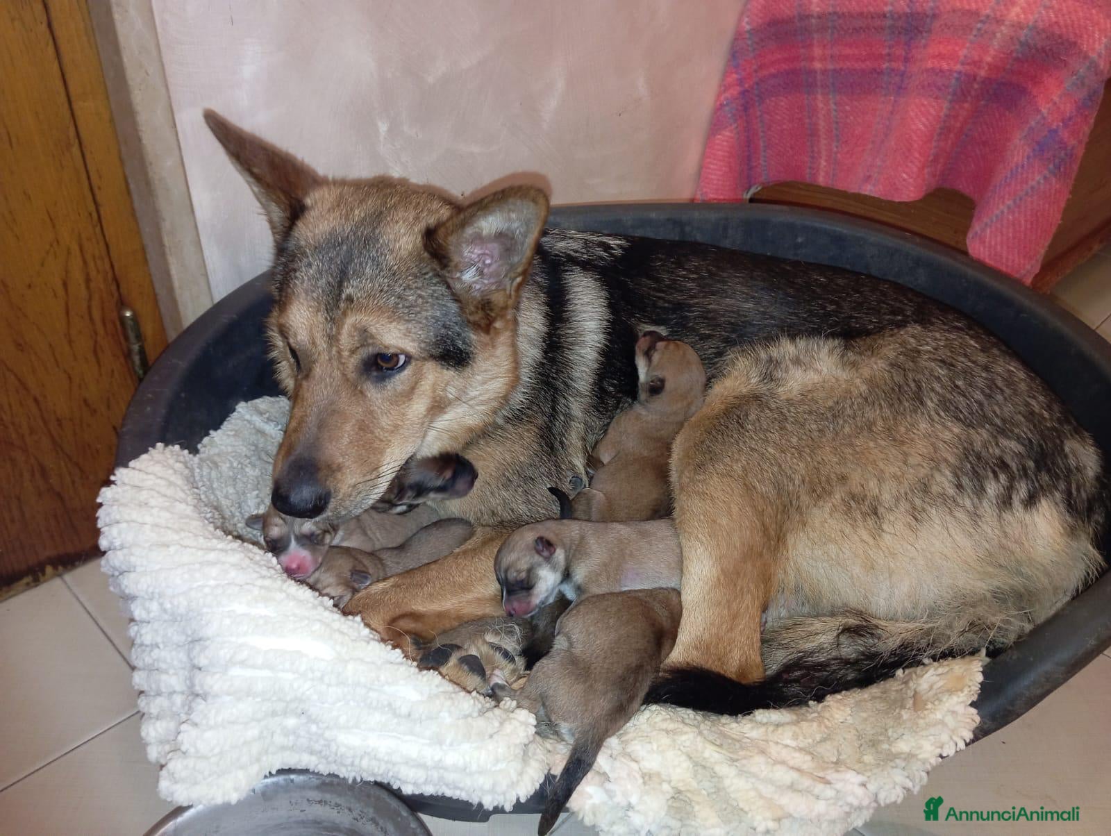 Meticcio cani Mimì  - Annuncio 37