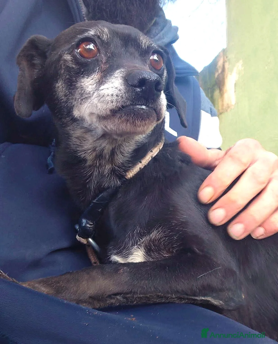 Meticcio cani in regalo: ADOZ.DEL💔:nn ha+casa umana morta e papà non deamb - Annuncio 1