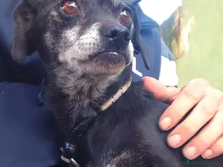 Meticcio cani ADOZ.DEL💔:nn ha+casa umana morta e papà non deamb - Annuncio 8