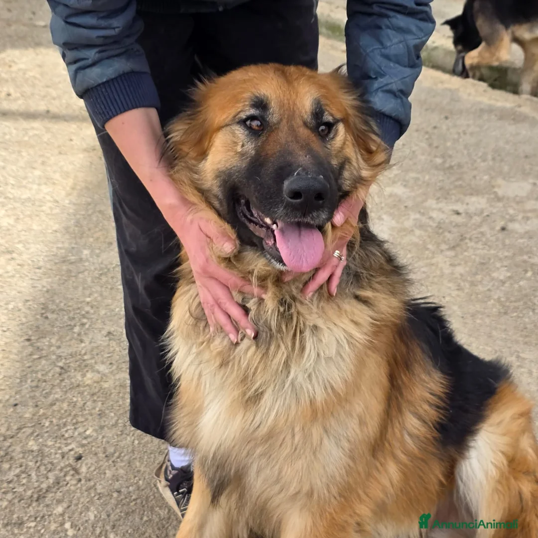 Meticcio cani in regalo: Panko, un coccolone tutto da adottare - Annuncio 2