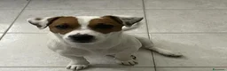 Jack Russell cani in vendita: CUCCIOLI JACK RUSSEL TERRIER a Città metropolitana di Cagliari - Annuncio 9