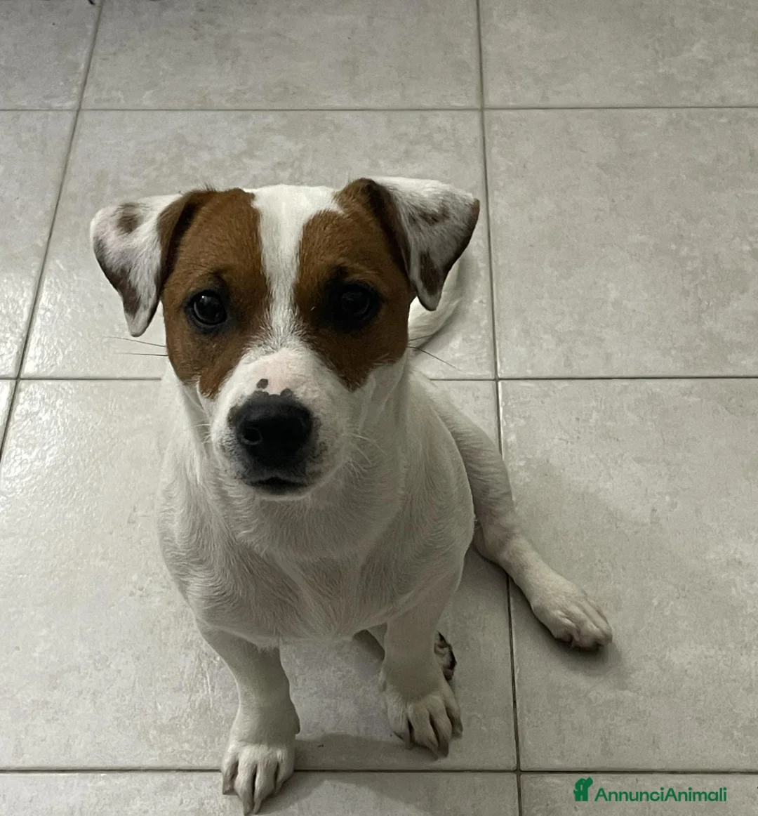 Jack Russell cani in vendita: CUCCIOLI JACK RUSSEL TERRIER a Città metropolitana di Cagliari - Annuncio 9
