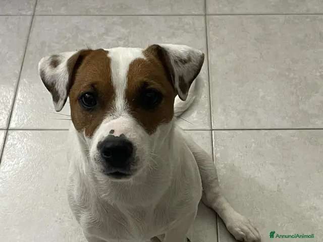Jack Russell cani in vendita: CUCCIOLI JACK RUSSEL TERRIER - Annuncio 15