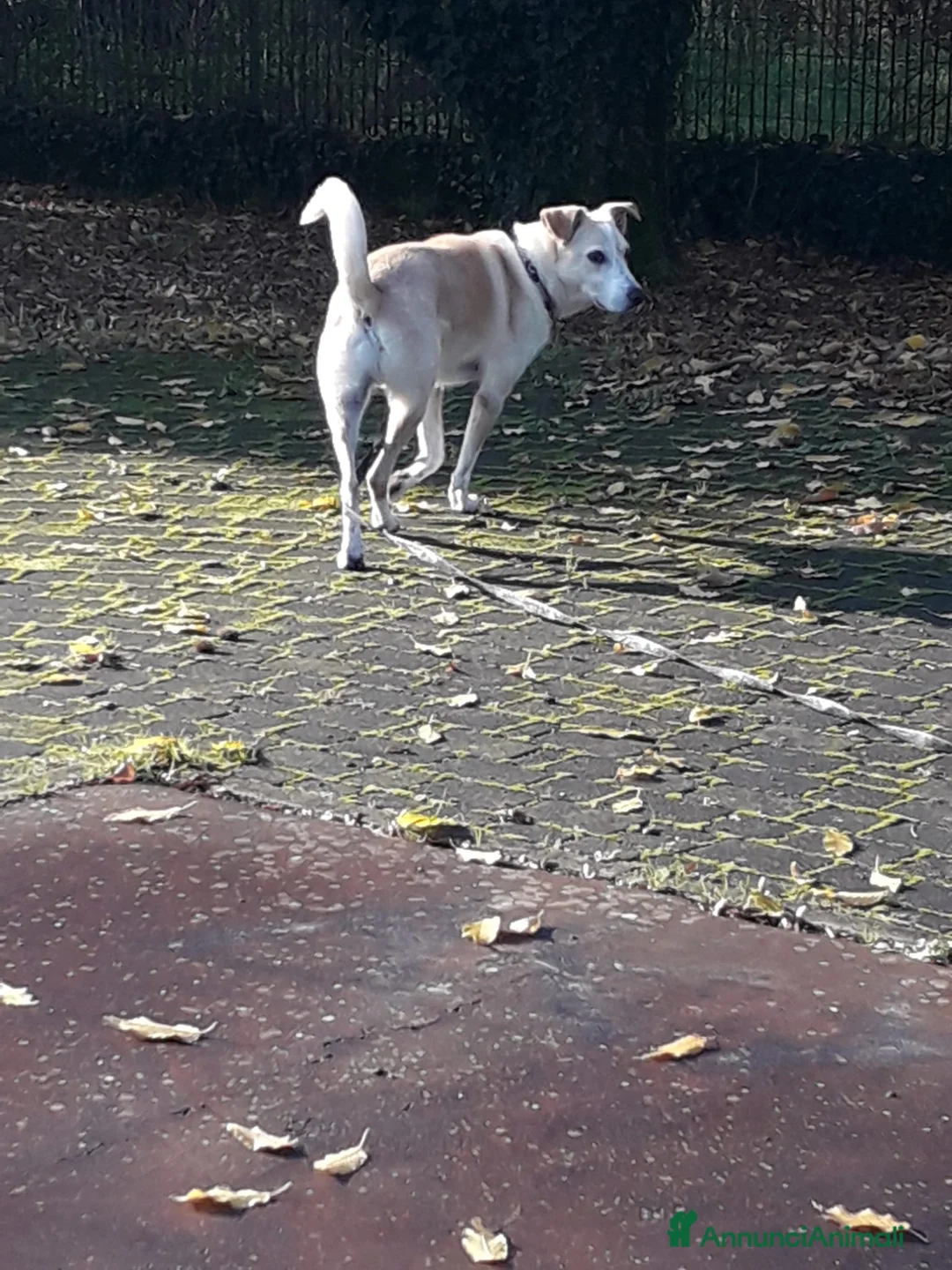 Meticcio cani in regalo: Splendido meticcio - CHARLIE - Annuncio 2