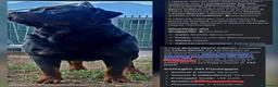 Rottweiler cani in vendita: Cuccioli rottweiler  - Annuncio 24
