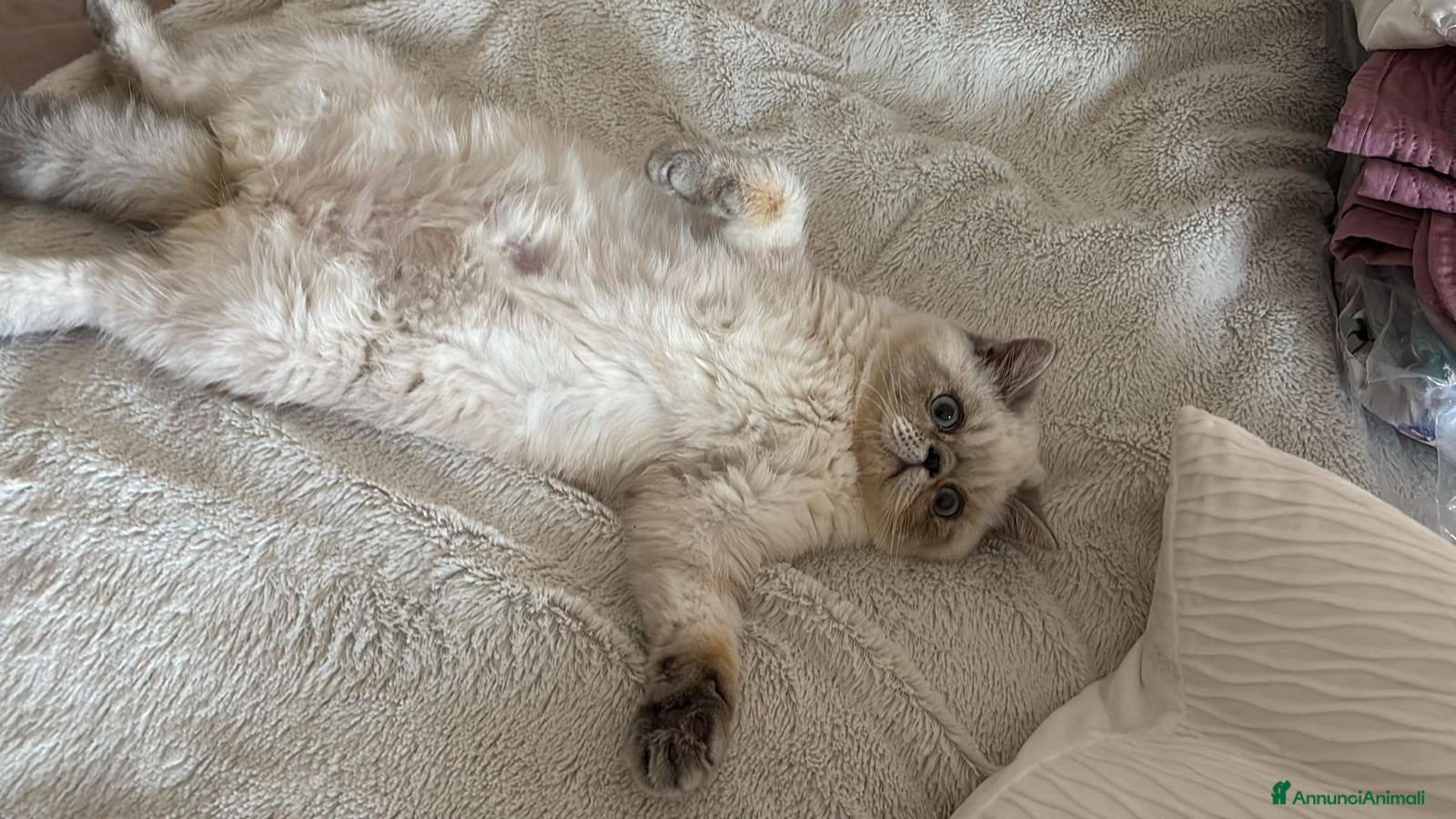 Exotic Shorthair gatti Exotic Shorthair  - Annuncio 2