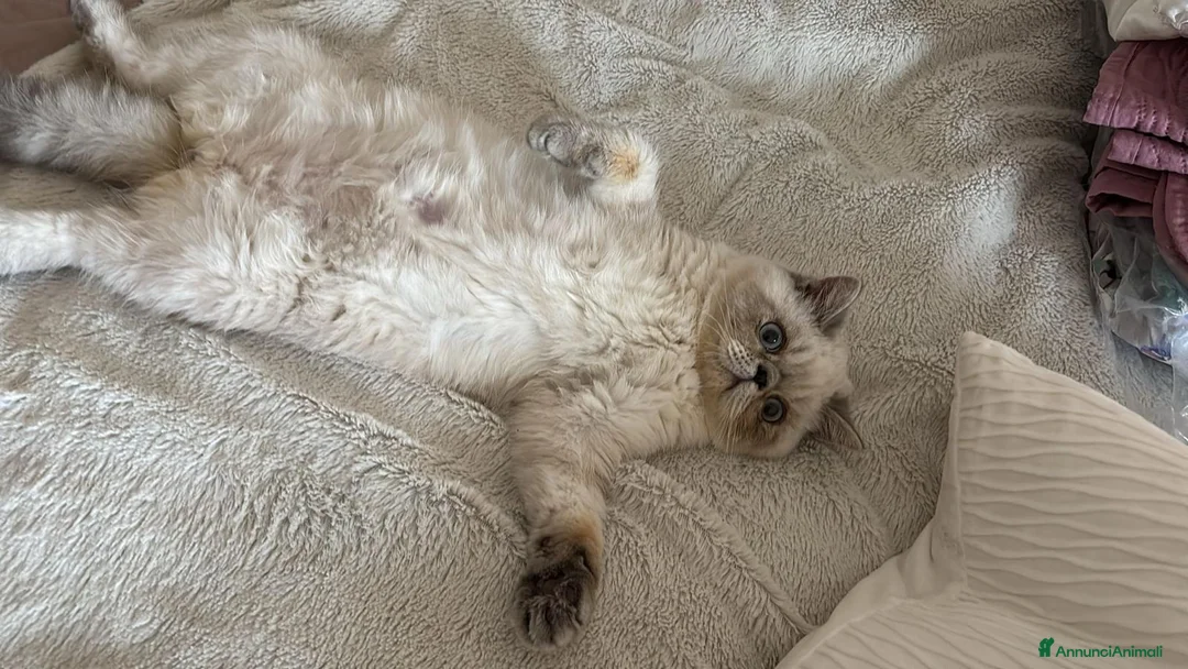 Exotic Shorthair gatti in vendita: Exotic Shorthair  - Annuncio 2