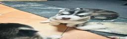 Alaskan Malamute cani in vendita: CUCCIOLI DI ALASKAN MALAMUTE - Annuncio 3